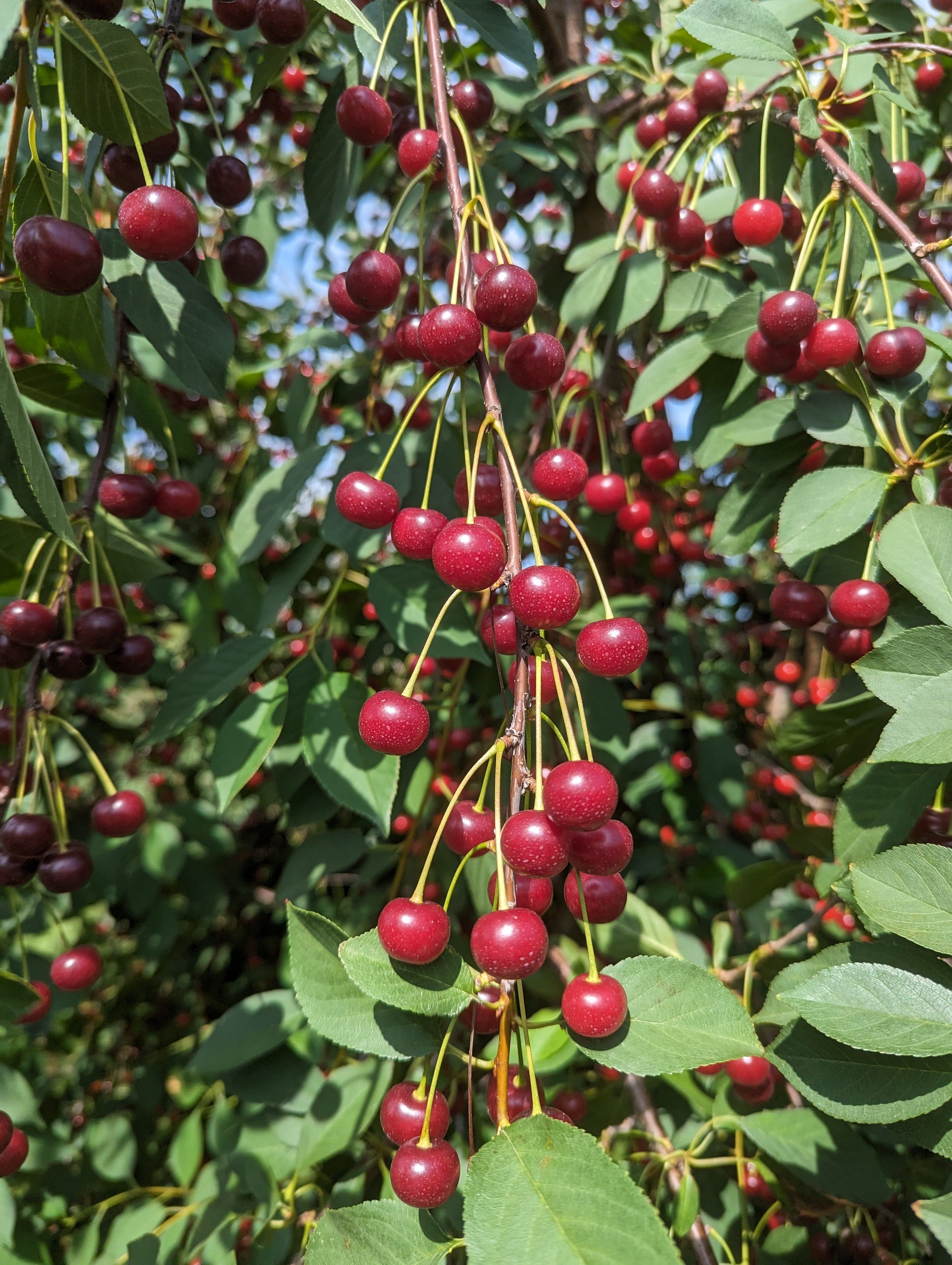The magic of Schaarbeek cherries, locally grown and harvested in Belgium banner image