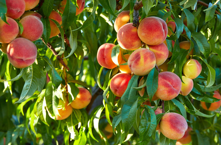 <span>Farm grown fruit</span> in every glass